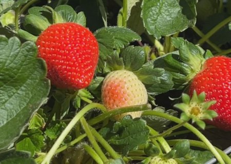Morango atrai produtores por ser resistente, graúdo e doce