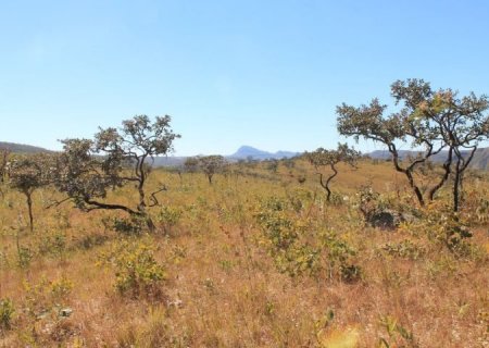 Com reconhecimento nacional, MS poderá captar recursos internacionais para conservar florestas e reduzir emissões de carbono